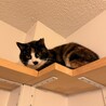 ちとせちゃん サムネイル3
