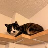 ちとせちゃん サムネイル5