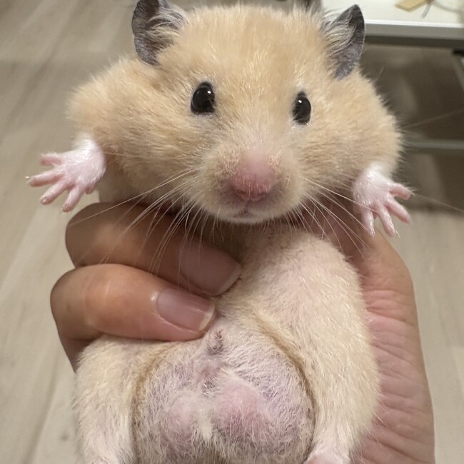 あつあげ0317のカバー写真