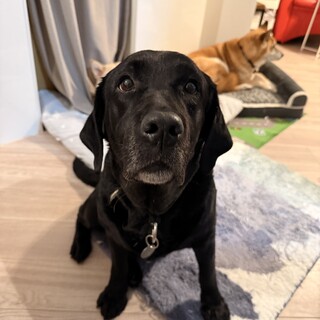 性格花丸『六花（ろっか）』ちゃん