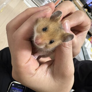 キンクマの子どもの里親募集