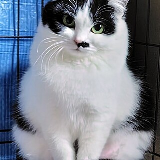 白黒ガール★あまぴ★人馴れ訓練中