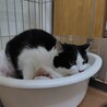 白黒ガール★あまぴ★人馴れ訓練中 サムネイル3