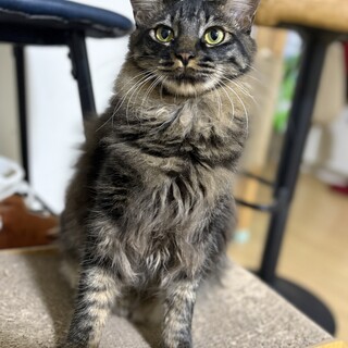 ふわふわキジトラ半長毛♡おっとりチョコ♂