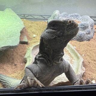 エジプト・ディスパートゲオアガマの里親募集