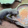 エジプト・ディスパートゲオアガマの里親募集 サムネイル2