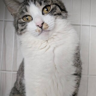 2025年5月生まれ　甘えん坊の白キジちゃん