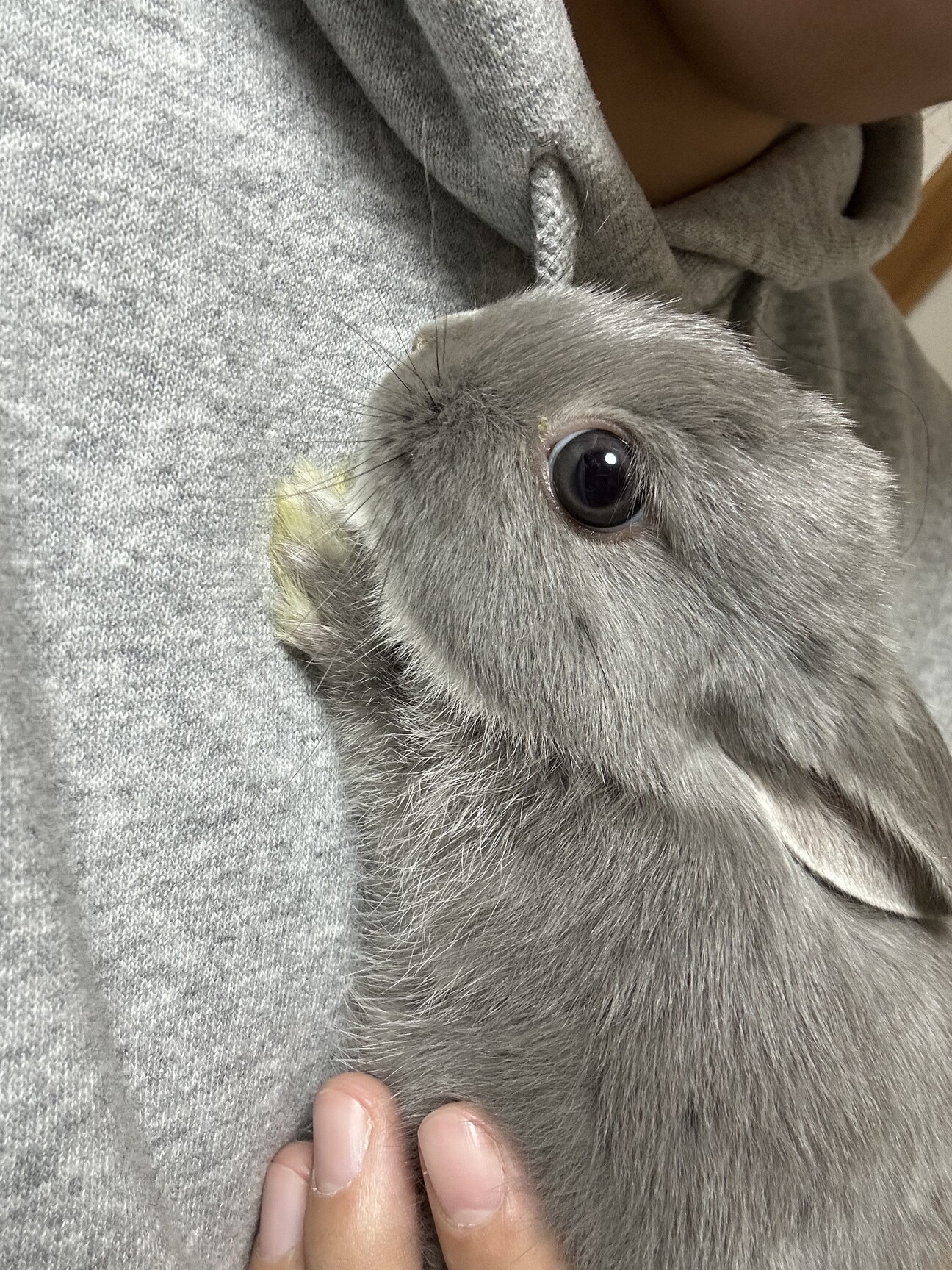 4ヶ月ネザーランドうさぎ」福岡県 - 小動物の里親募集(536567