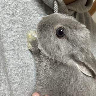 ４ヶ月ネザーランドうさぎ