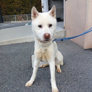 紀州犬風のかっこいい【澄春（すばる）】くん