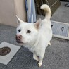 紀州犬風のかっこいい【澄春（すばる）】くん サムネイル2