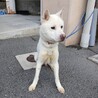 紀州犬風のかっこいい【澄春（すばる）】くん サムネイル3