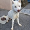 紀州犬風のかっこいい【澄春（すばる）】くん サムネイル4