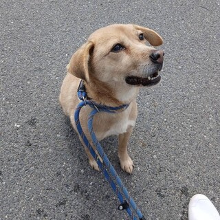 人懐っこくて穏やかな【幸来（こうらい）】ちゃん