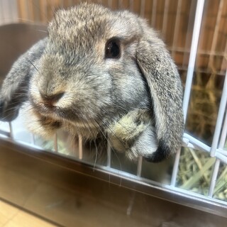 ロップうさぎ