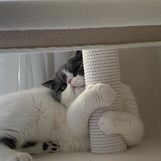 エキゾチックショートヘア　4歳　大人しく人懐っこい