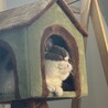 エキゾチックショートヘア　4歳　大人しく人懐っこい サムネイル2