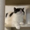 エキゾチックショートヘア　4歳　大人しく人懐っこい サムネイル4