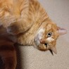 お外頑張り組　5歳チャーくん サムネイル5