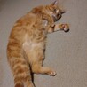 お外頑張り組　5歳チャーくん サムネイル6