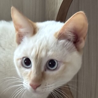 珍しいレッドポイントシャム柄のビアンカちゃん！