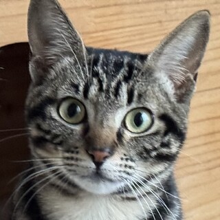 綺麗なタビー柄の可愛らしいブランちゃん！