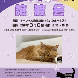 キャンベル動物病院保護猫譲渡会