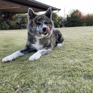 秋田犬　1歳　男の子