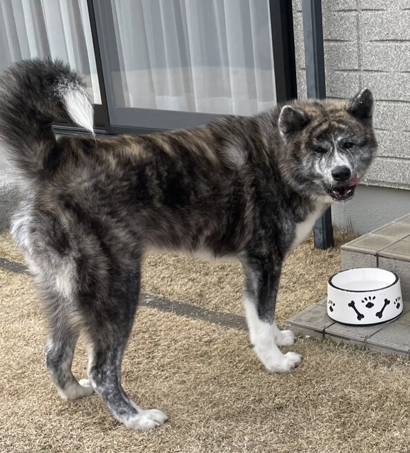 秋田犬 1歳 男の子」愛知県 - 犬の里親募集(536572) 3枚目の画像