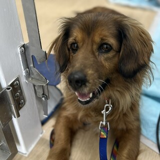 ゴールデン×ダックス　ひとりぼっちからの救出