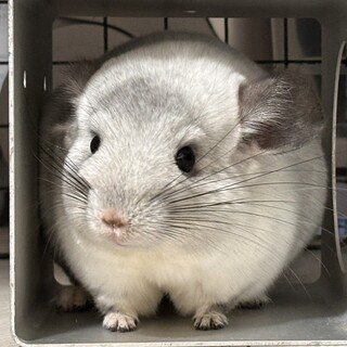 末永く可愛がってくださる方を探しています