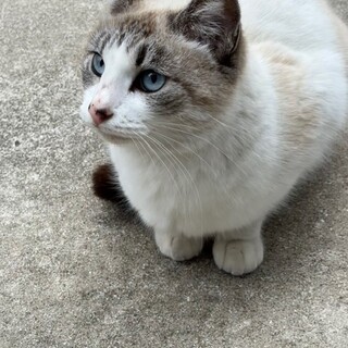 通い猫のQちゃん