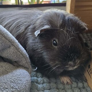 ありがとうございました