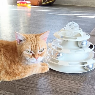 推定2021年生まれ♀ はしご車ちゃん♡