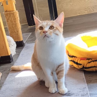 推定2025年5月生まれ茶白♂ごまむぎくん