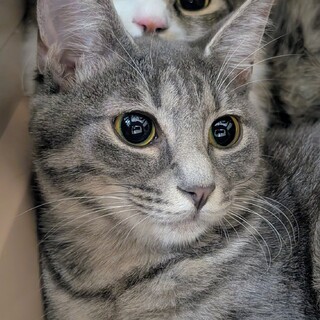 【3/1東日本橋】可愛いサバトラ♡ぐー子