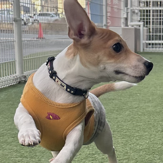 ※急募、アレルギーの為引き取り手を探しております