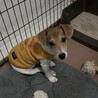 ※急募、アレルギーの為引き取り手を探しております サムネイル2
