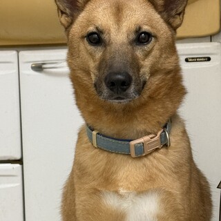 雑種の3歳  男の子