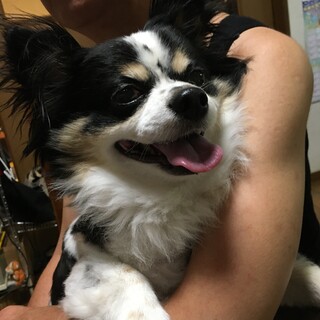 大きなチワワのおじさん