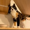 ちとせちゃん サムネイル2