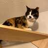 ちとせちゃん サムネイル6