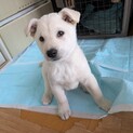 用水路に落ちて保護された野犬の子①