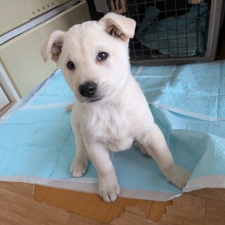 用水路に落ちて保護された野犬の子①