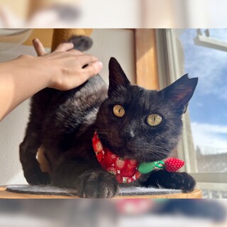 3/1(日)譲渡会 おっとりママ猫マールちゃん