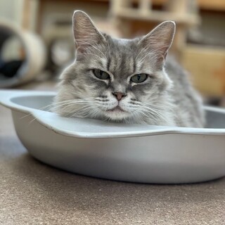 短足・長毛の かわいいマンチカン女の子 ♡