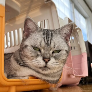 甘えん坊な アメショの女の子。