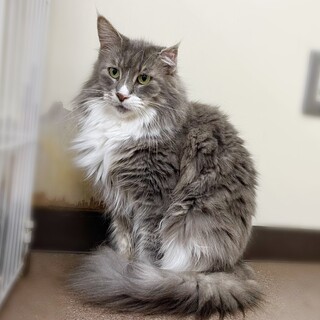 メインクーン 大人しい性格の女の子。