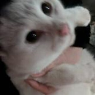 真っ白ちゃん7か月女の子ごろごろ猫