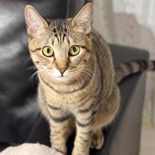 おてんばゾーイちゃん